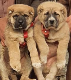 king Turkish kangal pair dabal hadi full security dogs for sale