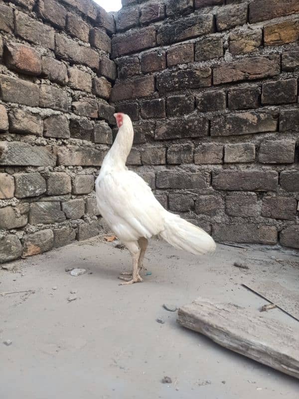 quality paper white heera female 2