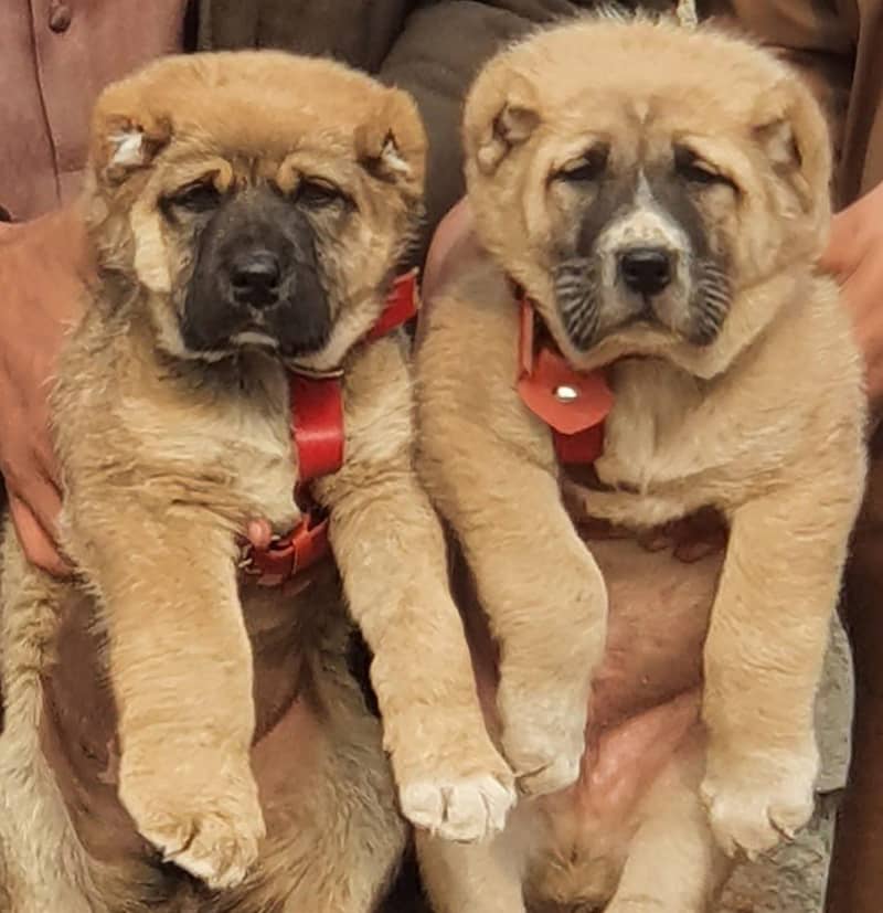 Kurdish Kangal Pair / Kurdish Kangal security Dog For Sale 1