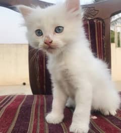 SEMI PERSIAN KITTEN