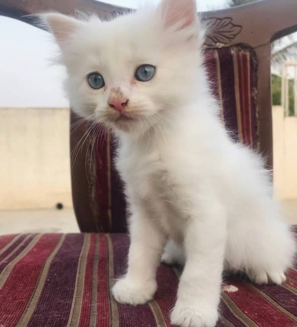 SEMI PERSIAN KITTEN 0