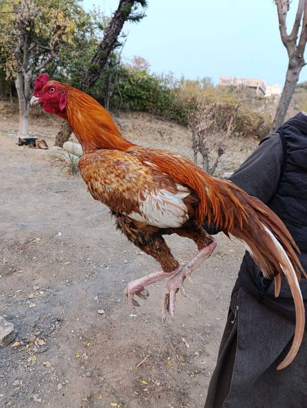 Aseel murga. Pure aseel chicken breed. 0