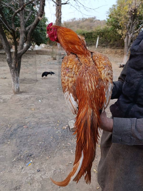 Aseel murga. Pure aseel chicken breed. 1