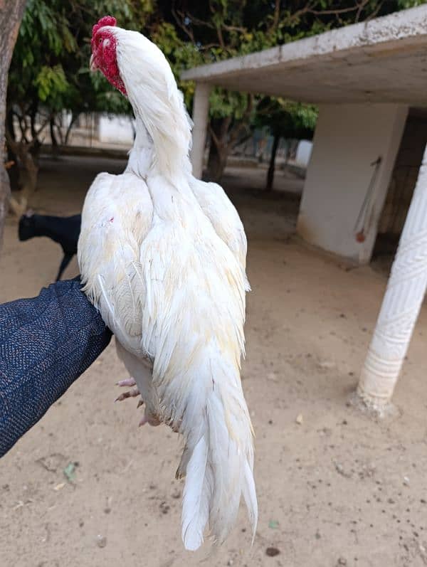 Aseel murga. Pure aseel chicken breed. 3