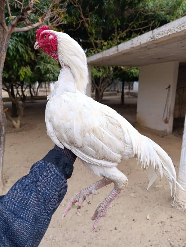 Aseel murga. Pure aseel chicken breed. 4