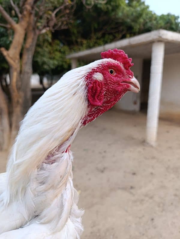 Aseel murga. Pure aseel chicken breed. 5