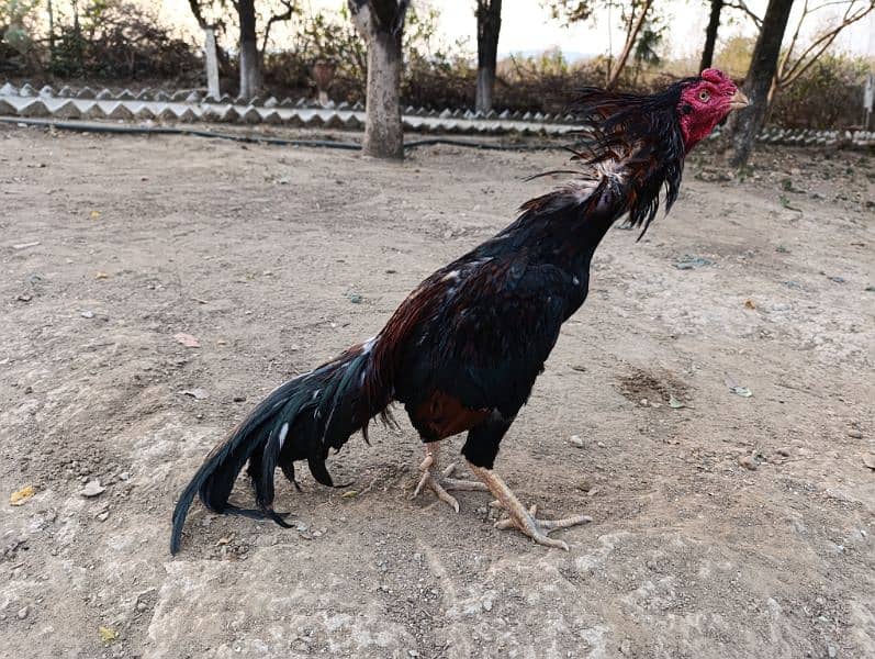 Aseel murga. Pure aseel chicken breed. 6