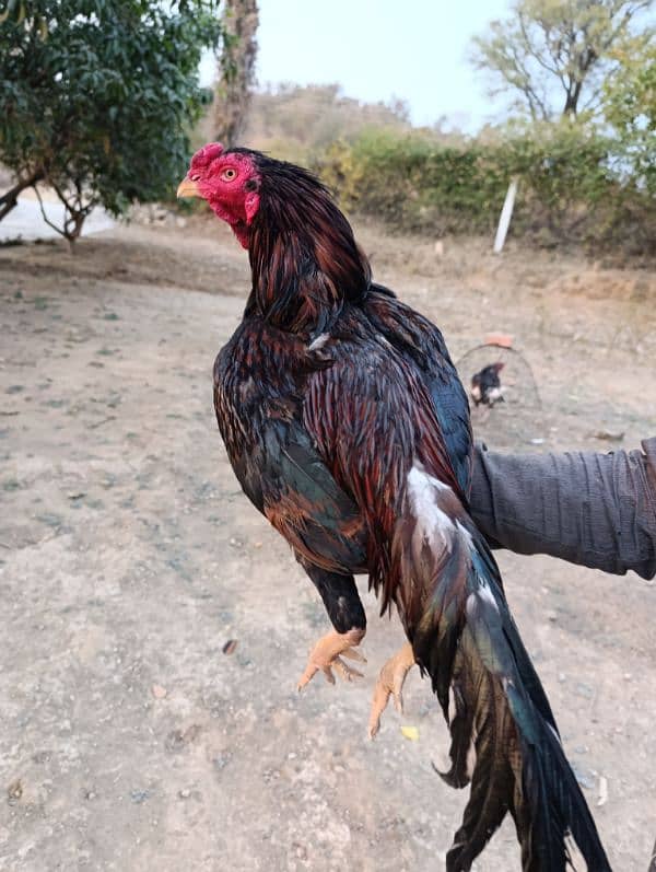 Aseel murga. Pure aseel chicken breed. 7