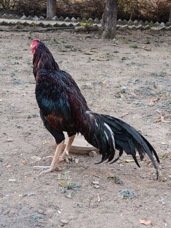 Aseel murga. Pure aseel chicken breed. 8