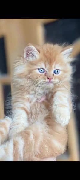 Persian cat for sale male or female my WhatsApp 0329=35=54=428 0