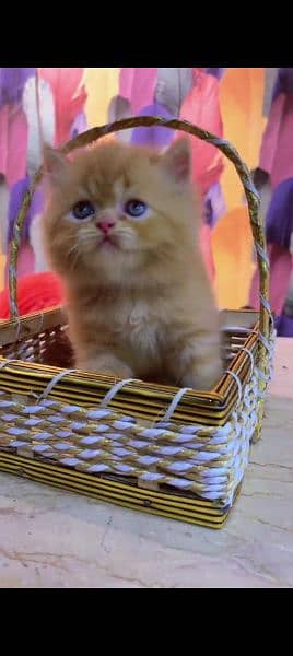 Persian cat for sale male or female my WhatsApp 0329=35=54=428 2