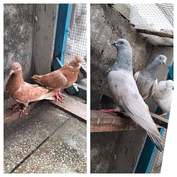 pigeons breeder pair 0