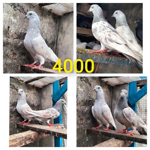 pigeons breeder pair 1