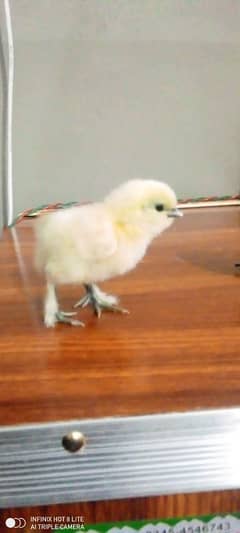 black polish chicks;Thai cross aseel chicks wattsapp 03114524242