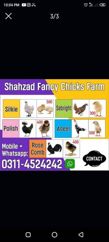 black polish chicks;Thai cross aseel chicks wattsapp 03114524242 1