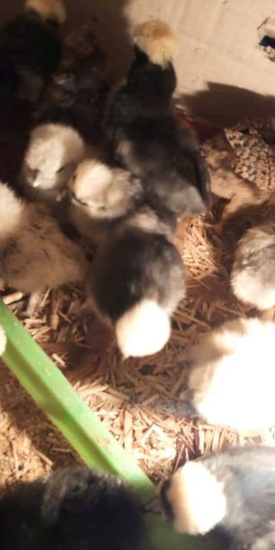 black polish chicks;Thai cross aseel chicks wattsapp 03114524242 5