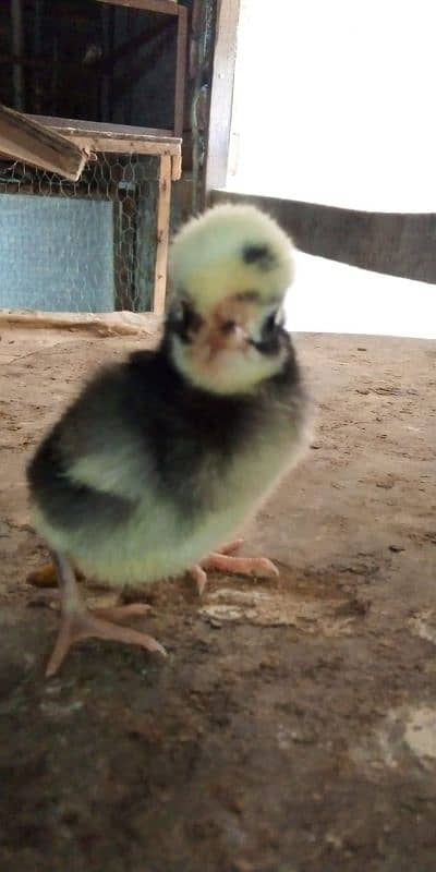 black polish chicks;Thai cross aseel chicks wattsapp 03114524242 7