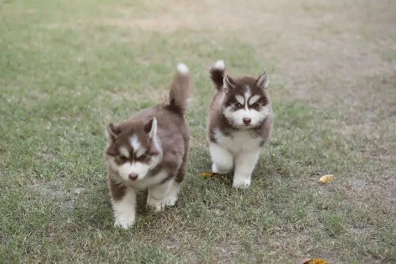 Siberian husky Puppy | Siberian husky Dog | husky Puppy|03361777030 0