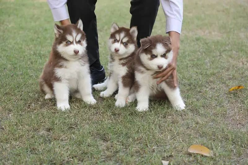 Siberian husky Puppy | Siberian husky Dog | husky Puppy|03361777030 1