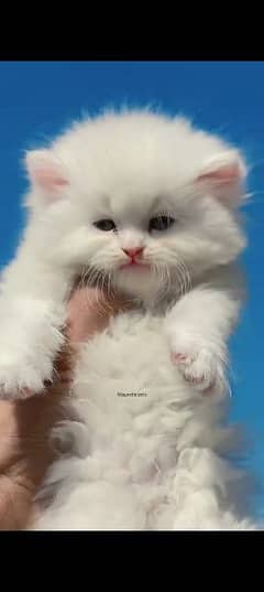 Persian cat for sale male or female my WhatsApp 0329=35=54=428