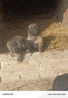 bhagriya Alsatian dog|High Quality|Dog For Sale