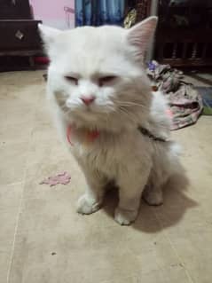 adult Persian male cat