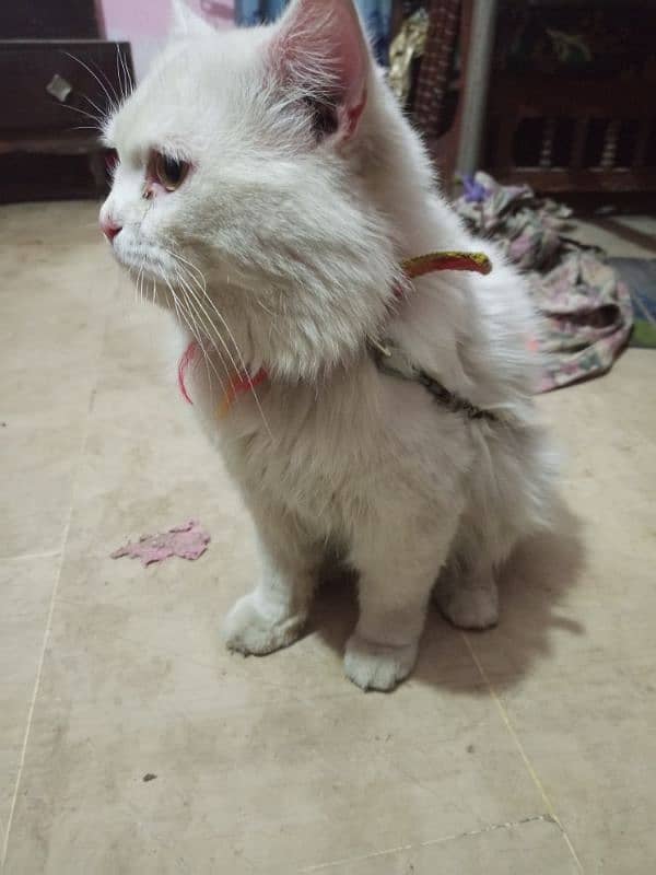 adult Persian male cat 2