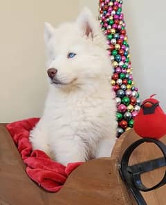 Siberian husky Puppy | Siberian husky Dog | husky Puppy|03361777030