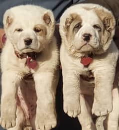 Alabai Dog pair | King Alabai Breed | Alabai Puppies