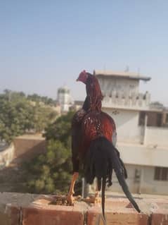 Sindh