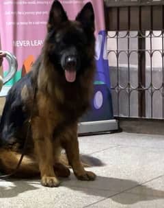 German Shepherd Male 13 months