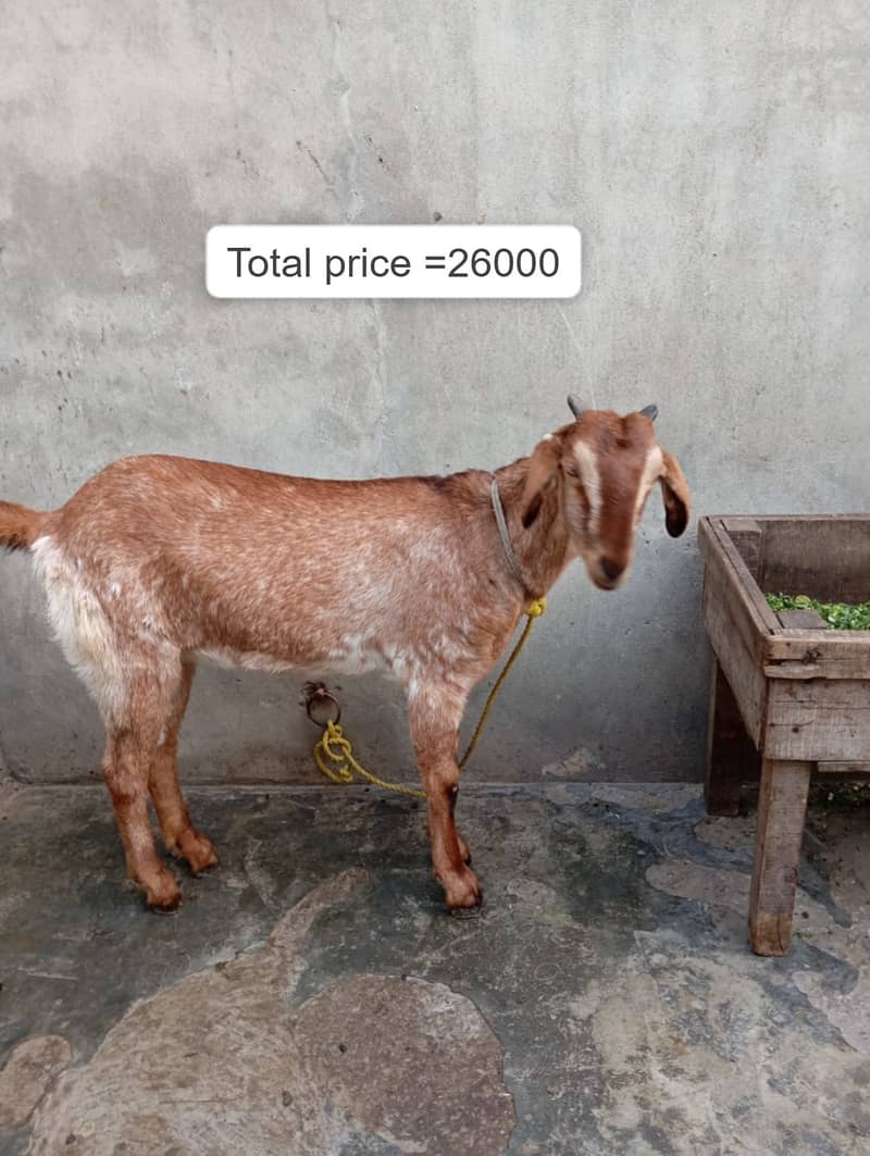 Goat / Bakri / Ghaban White Bakri / Black goat / بکری / Healthy Goats 0