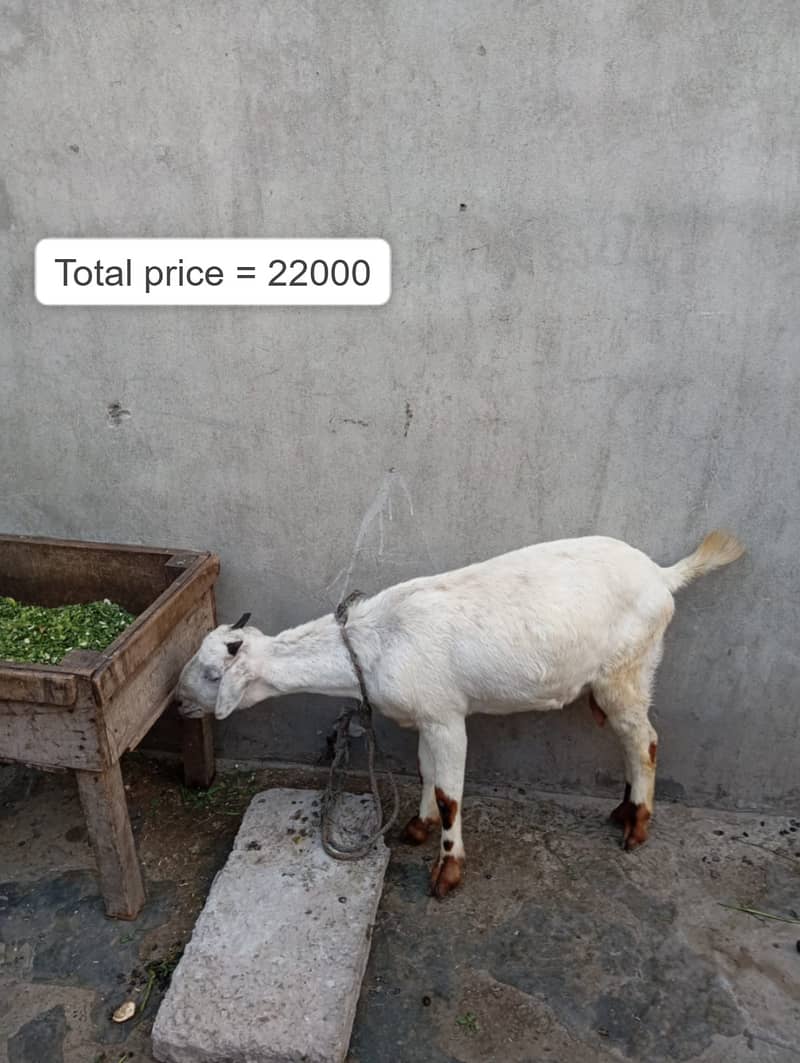 Goat / Bakri / Ghaban White Bakri / Black goat / بکری / Healthy Goats 1