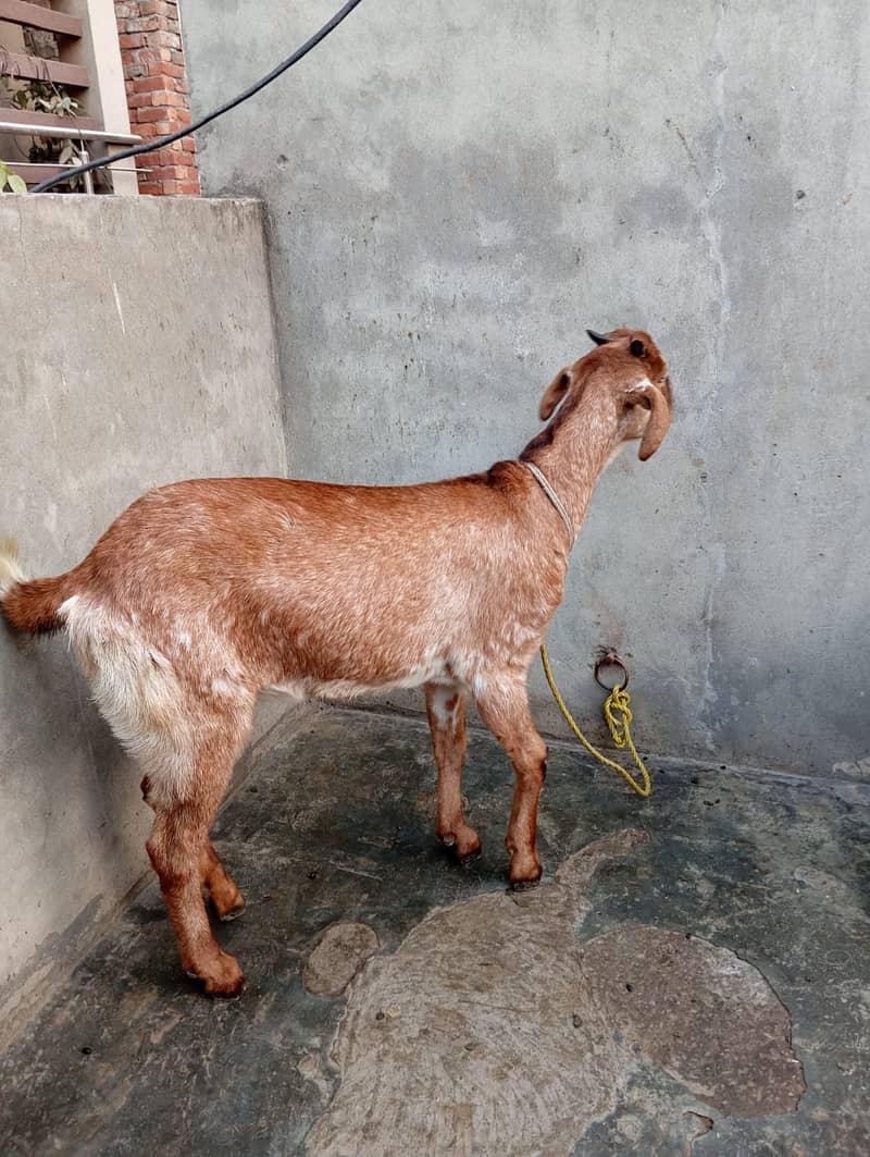 Goat / Bakri / Ghaban White Bakri / Black goat / بکری / Healthy Goats 3