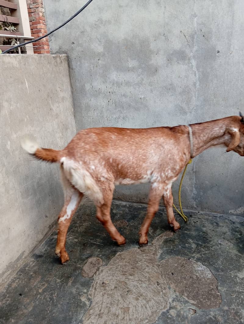 Goat / Bakri / Ghaban White Bakri / Black goat / بکری / Healthy Goats 4