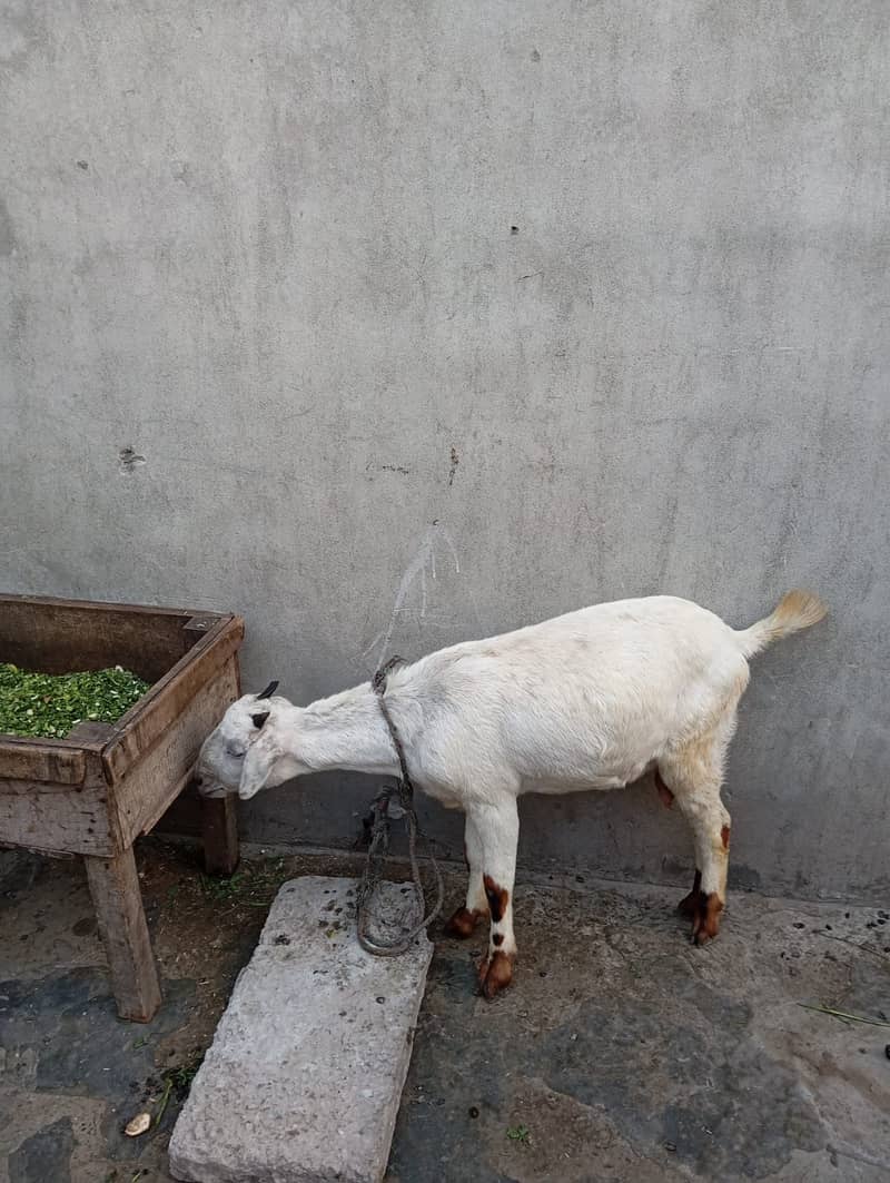 Goat / Bakri / Ghaban White Bakri / Black goat / بکری / Healthy Goats 5