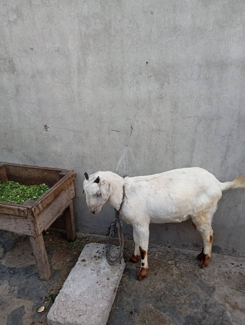 Goat / Bakri / Ghaban White Bakri / Black goat / بکری / Healthy Goats 6