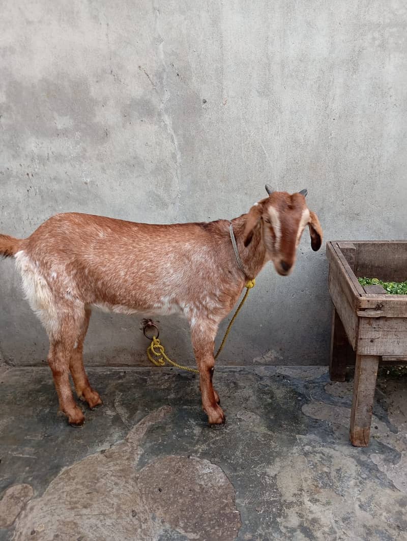 Goat / Bakri / Ghaban White Bakri / Black goat / بکری / Healthy Goats 7