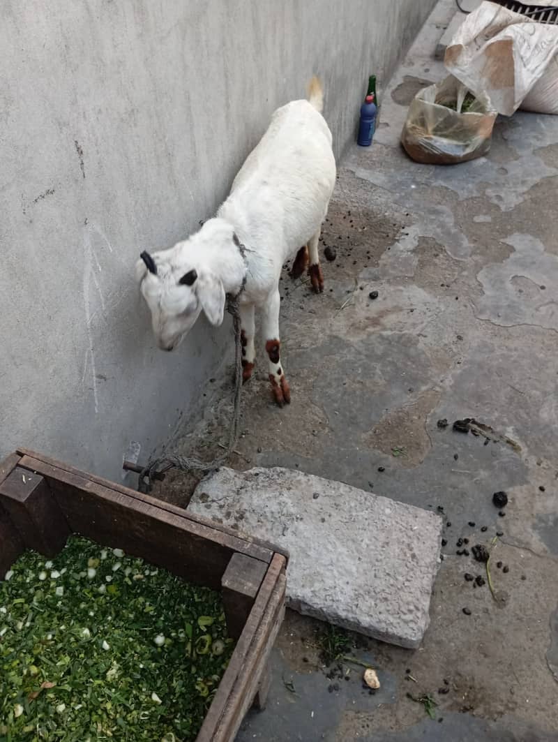 Goat / Bakri / Ghaban White Bakri / Black goat / بکری / Healthy Goats 8