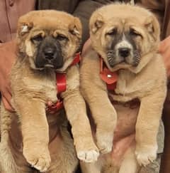 Kurdish Kangal Pair / Kurdish Kangal security Dog For Sale