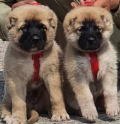 Kurdish Kangal Pair / Kurdish Kangal security Dog For Sale