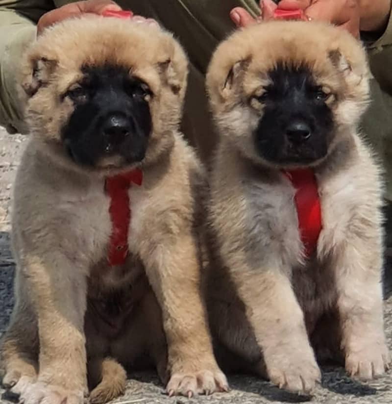 Kurdish Kangal Pair / Kurdish Kangal security Dog For Sale 0