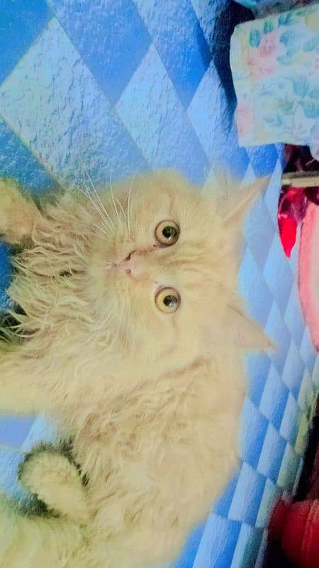 male persian kitten 0