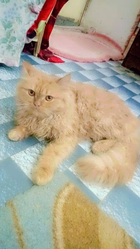 male persian kitten 1