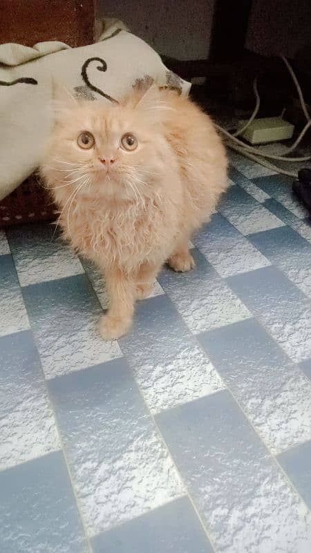 male persian kitten 6