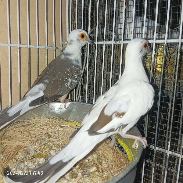 White Java Grey Java Silver Java Diamond Pied For sell 1