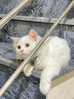 Persian Cat For Sale