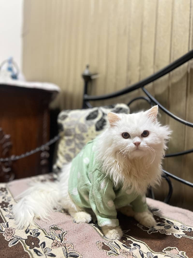 Persian Cat For Sale 1