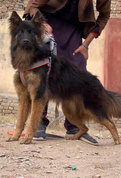 German shepherd for sale  / german shepherd  dog / dogs