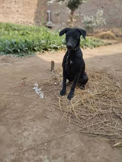 Labrador and bully